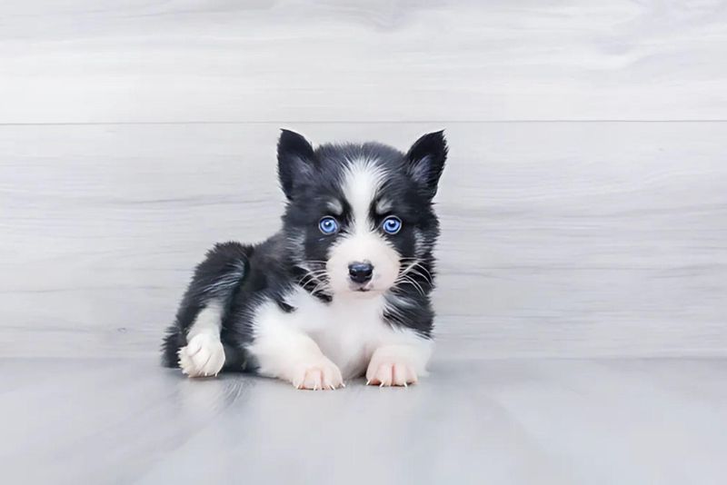 Adorable Pomsky