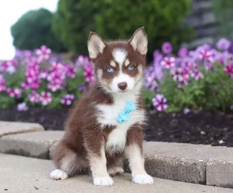 Adorable Pomsky