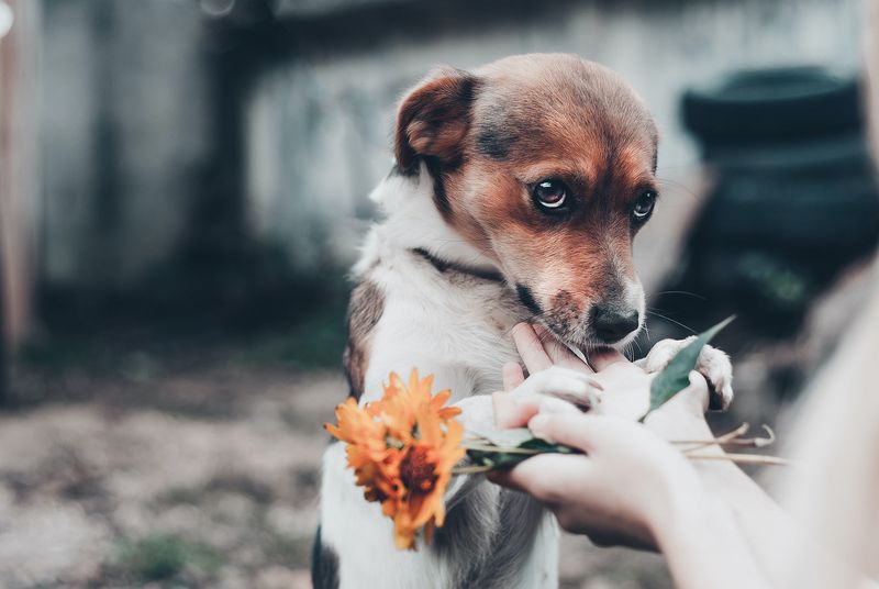 Unusual Aggression or Anxiety