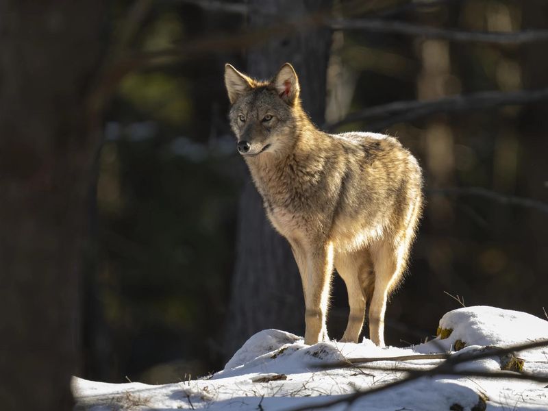 Eastern Coyote