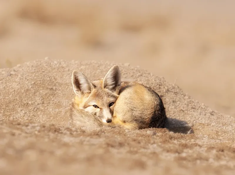 Kit Fox