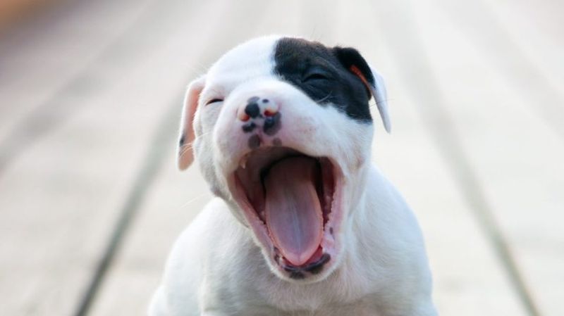 Yawning Excessively