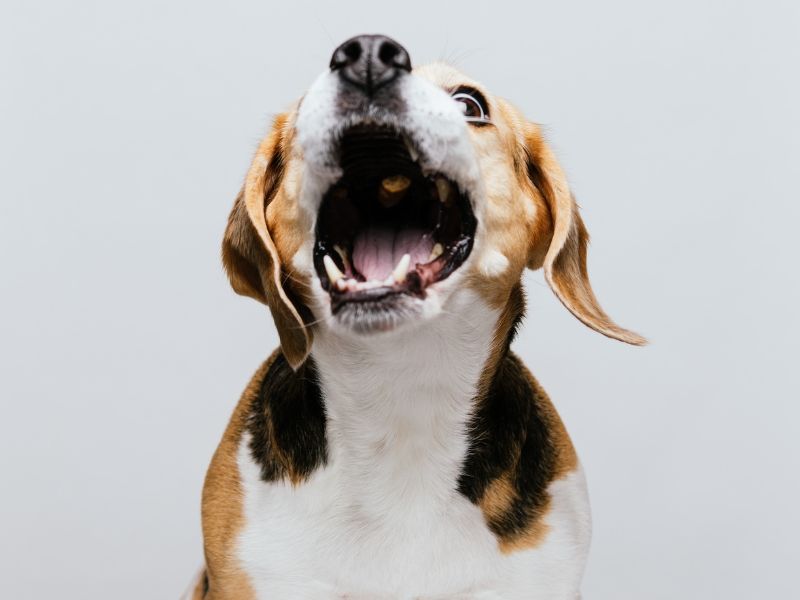 Barking Excessively