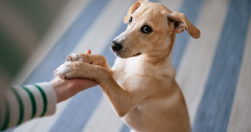The Playful Paw Tap