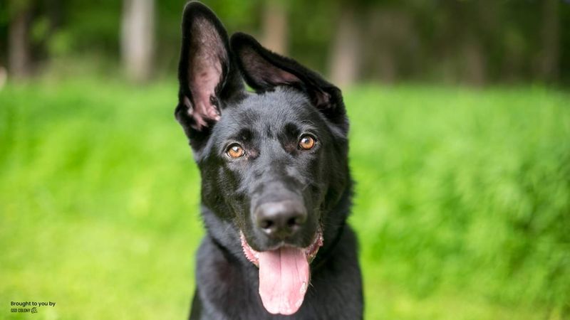 Ear Positioning