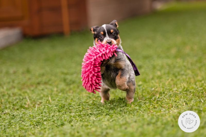 Brings You Their Favorite Toy