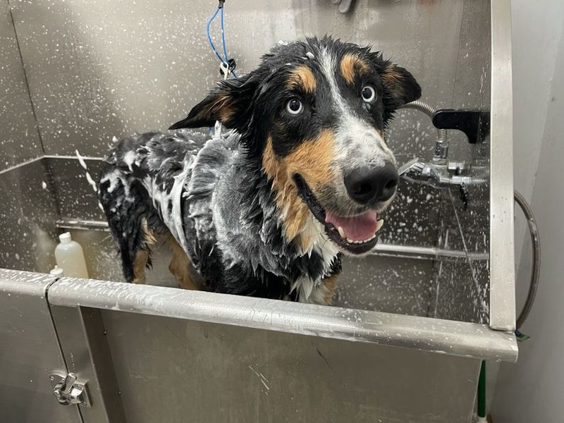 The Benefits of Grooming