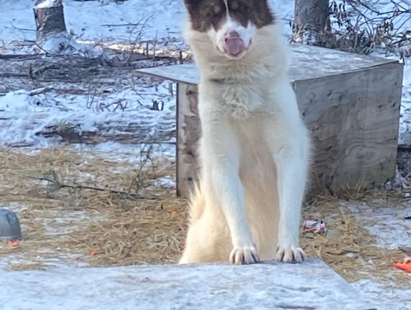 Canadian Eskimo Dog