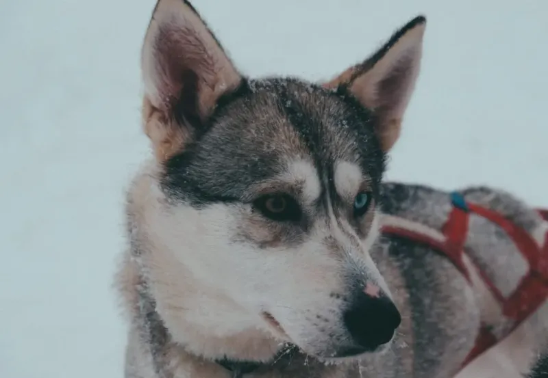 Sakhalin Husky