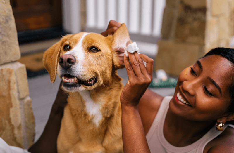 Groom Your Dog Regularly