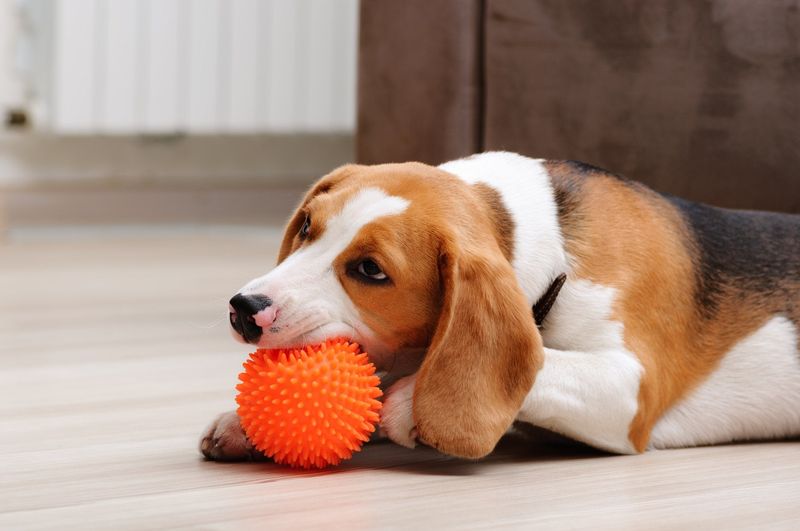 Squeaky Toys
