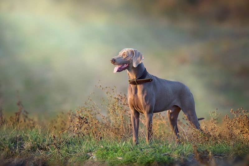 Weimaraner