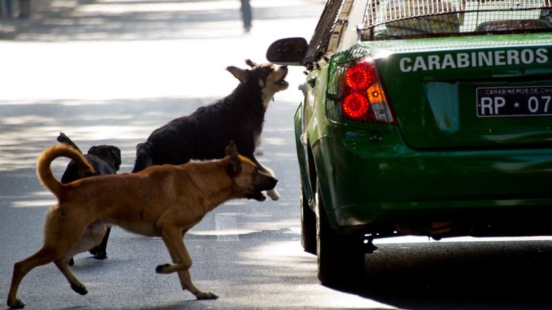 Herding Instinct