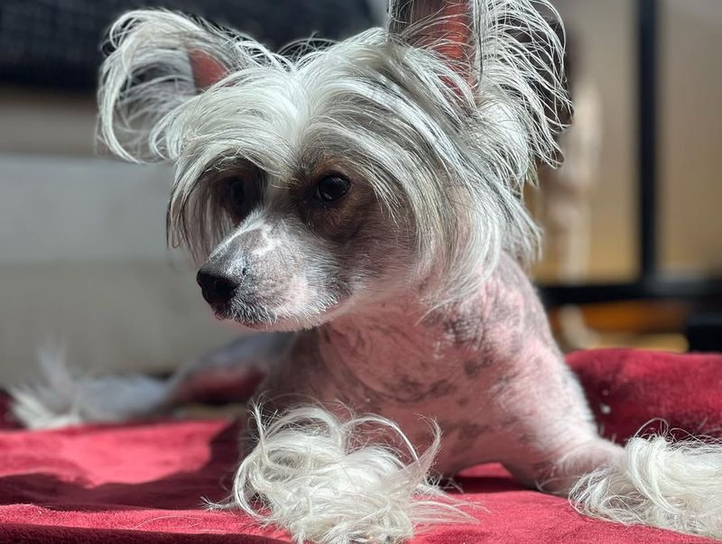 Chinese Crested