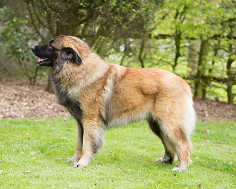 Estrela Mountain Dog