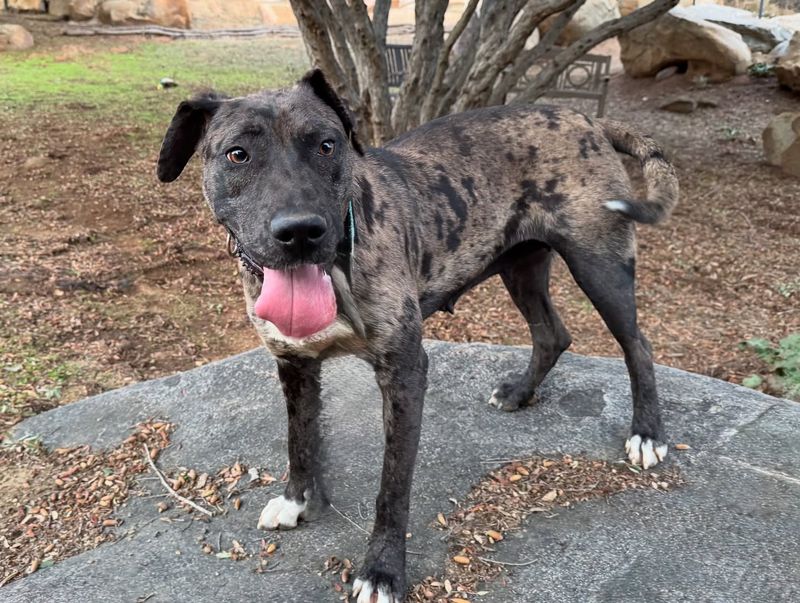 Catahoula Leopard Dog