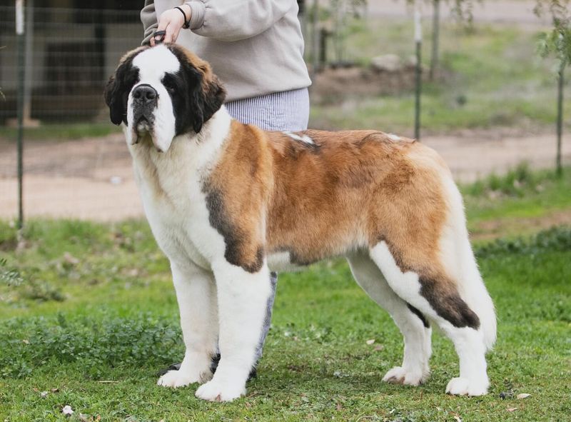 Saint Bernard