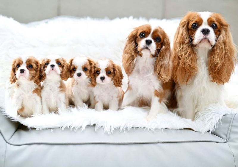 Cavalier King Charles Spaniel