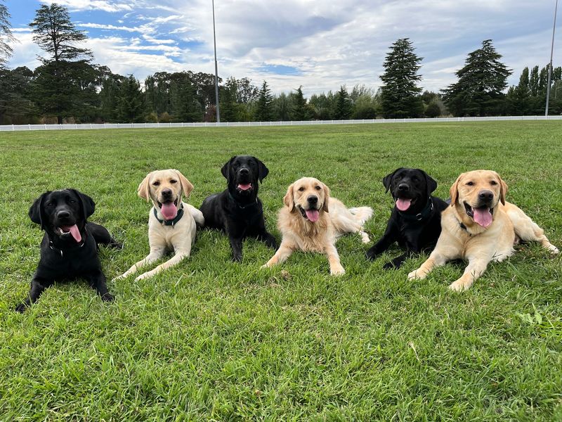 Labrador Retriever