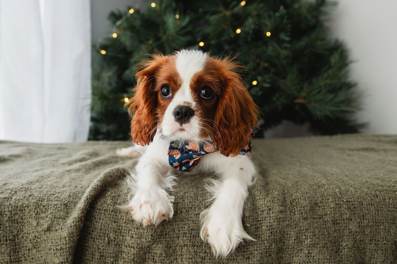 Cavalier King Charles Spaniel