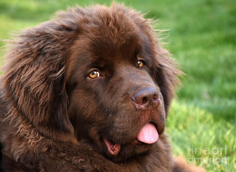 Newfoundland