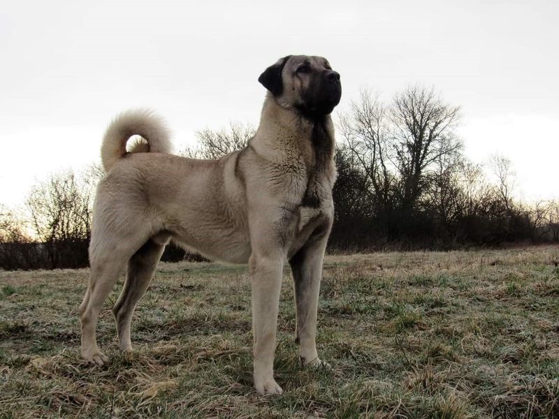 Kangal