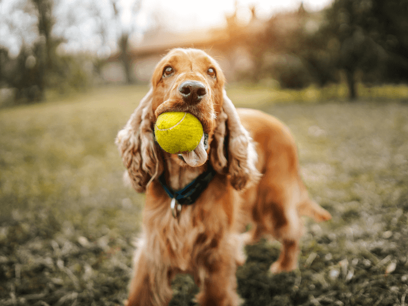 The Playful Cocker Spaniel