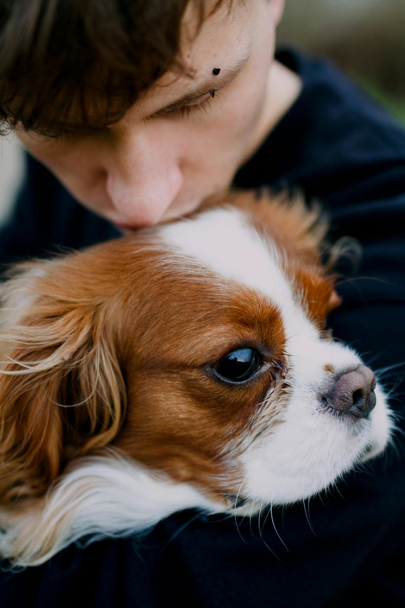 The Affectionate Cavalier King Charles Spaniel