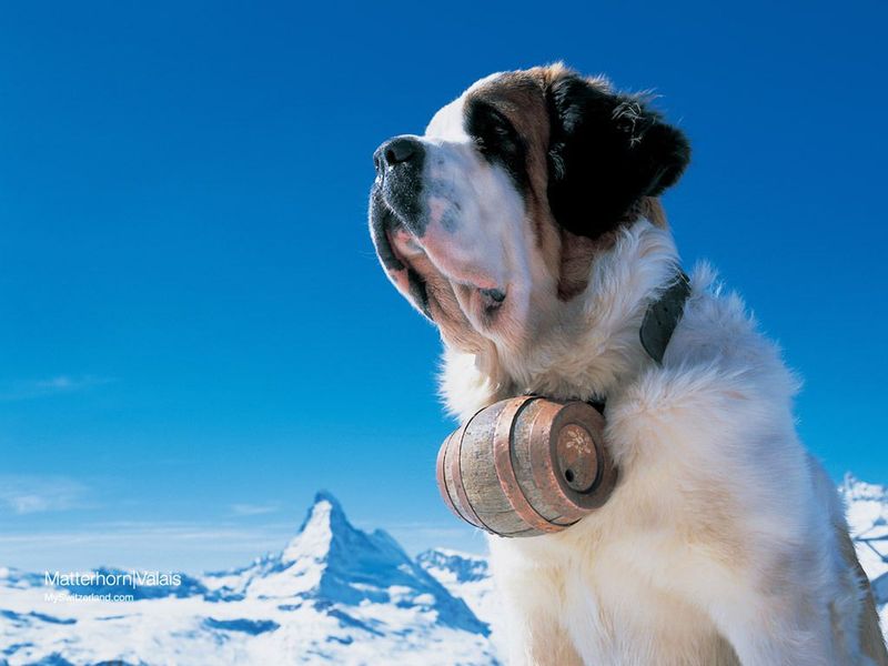 The Calm Saint Bernard