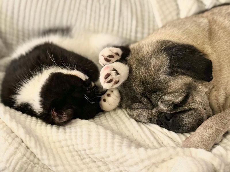The Whimsical Pug
