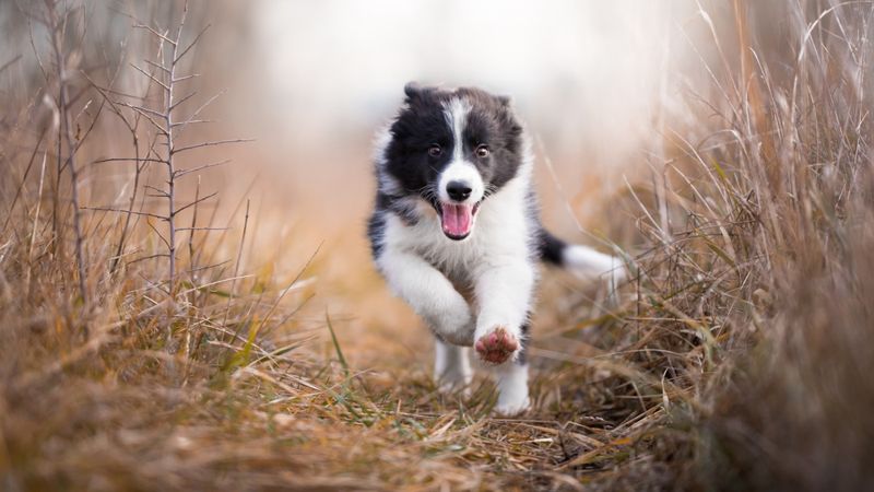 The Curious Border Collie