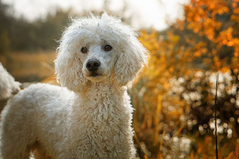 The Curious Poodle