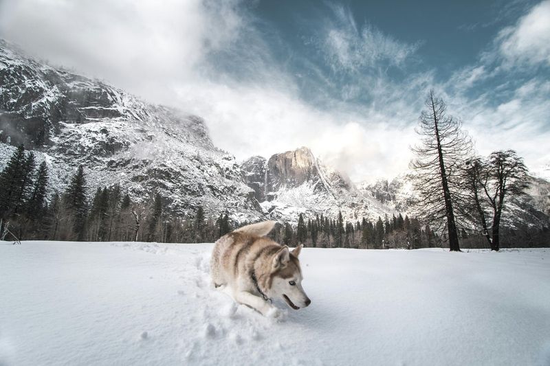 The Sociable Siberian Husky
