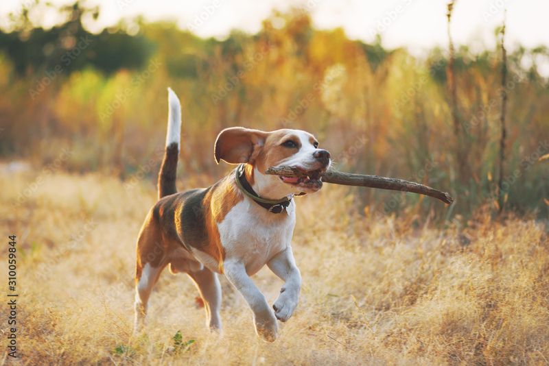 Joy in Simple Things