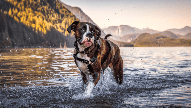 The Energetic Boxer