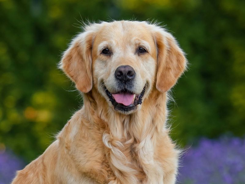 The Enthusiastic Golden Retriever