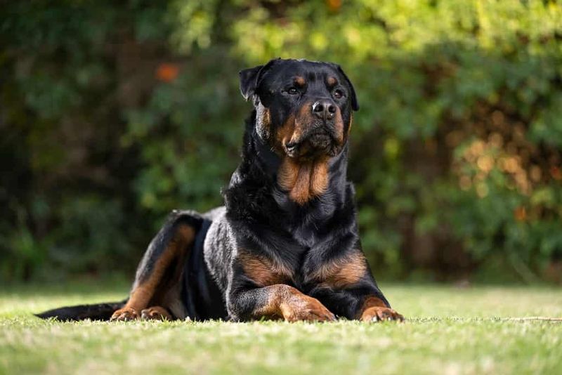 The Protective Rottweiler