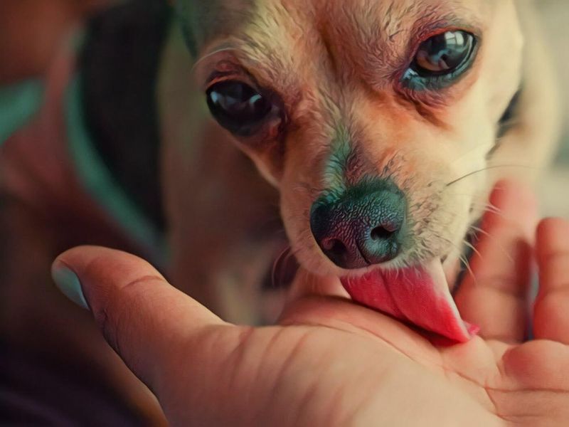 The Gentle Groomer