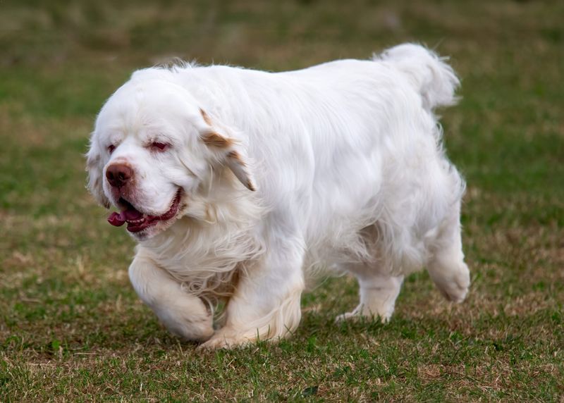 The Clumber Spaniel