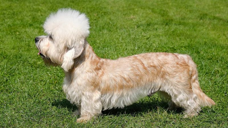 The Dandie Dinmont Terrier