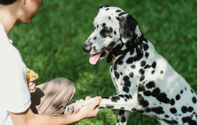 The Distracted Dalmatian
