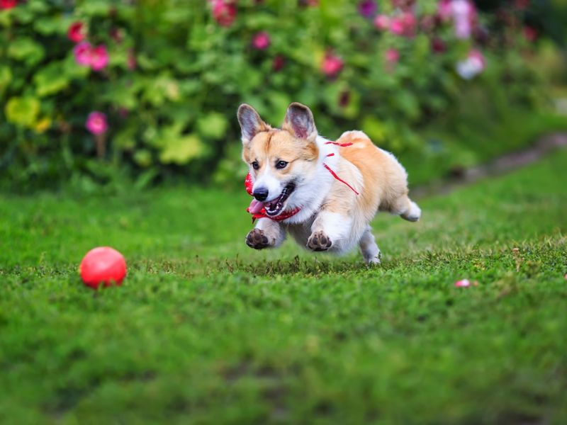 The Spirited Corgi