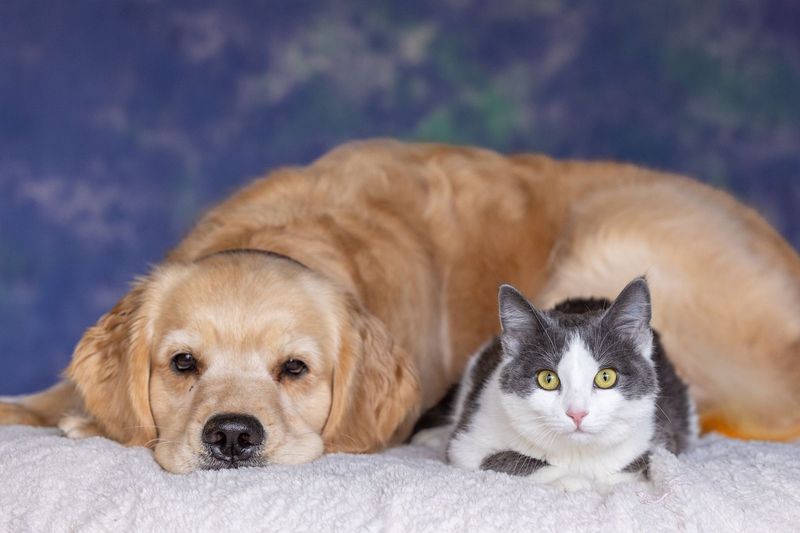 The Gentle Golden Retriever