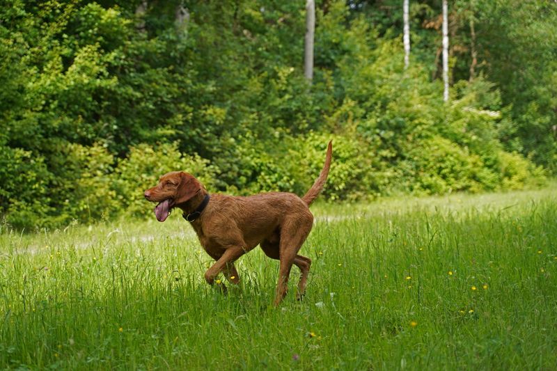 The Adventurous Vizsla