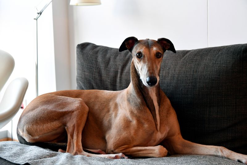 The Quiet Greyhound
