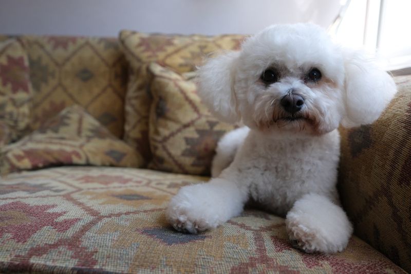 The Cuddly Bichon Frise