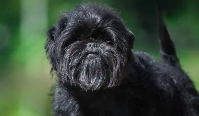 The Affenpinscher