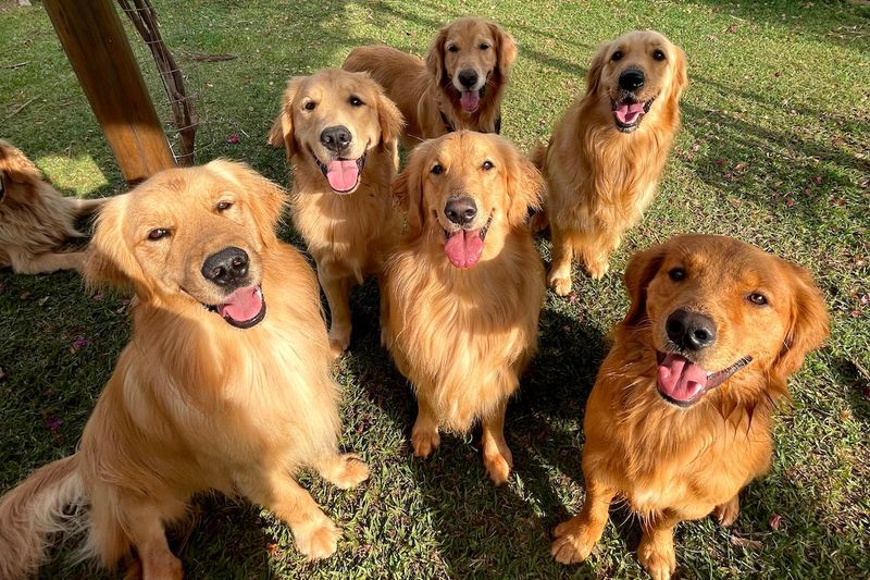 The Lovable Golden Retriever