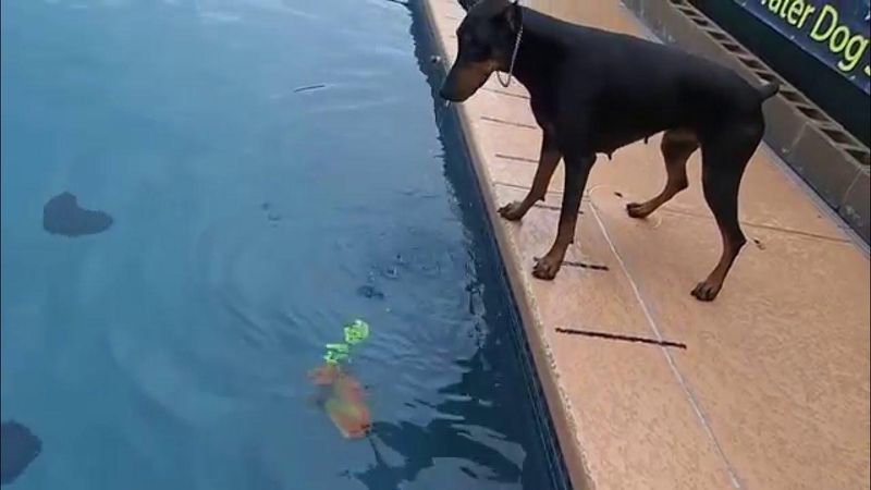 The Timid Doberman