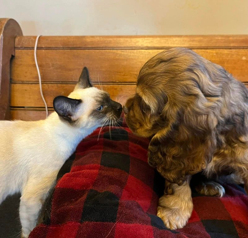The Spirited Cocker Spaniel